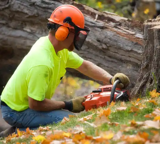 tree services University City